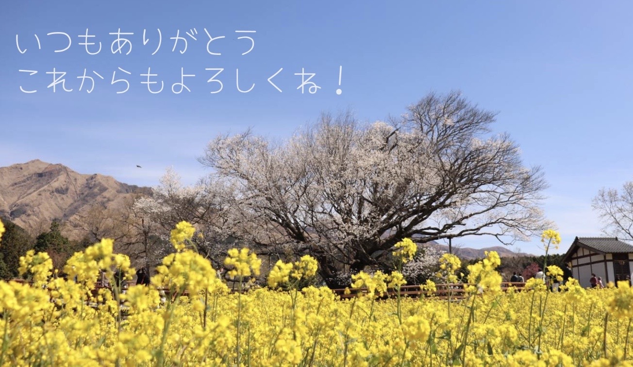 桜の風景